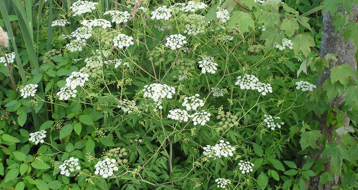 Water Hemlock habit