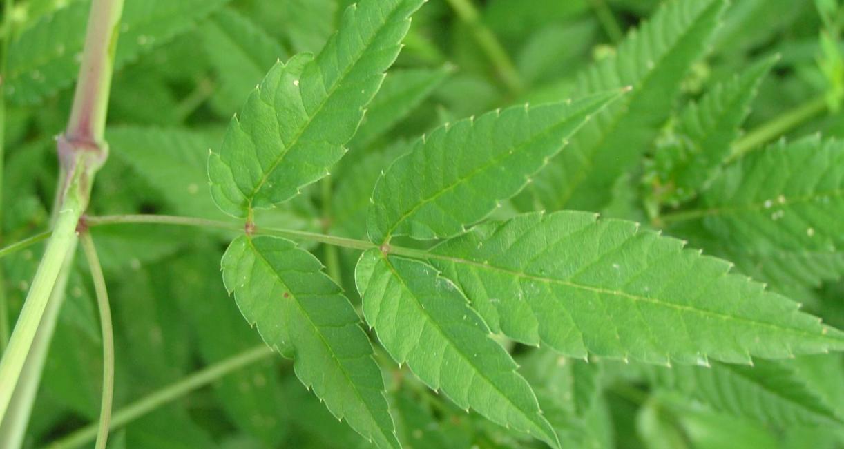 Water Hemlock leaves