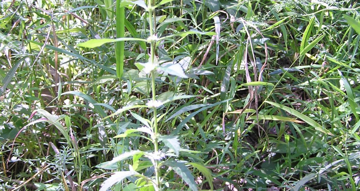 Water Horehound habit