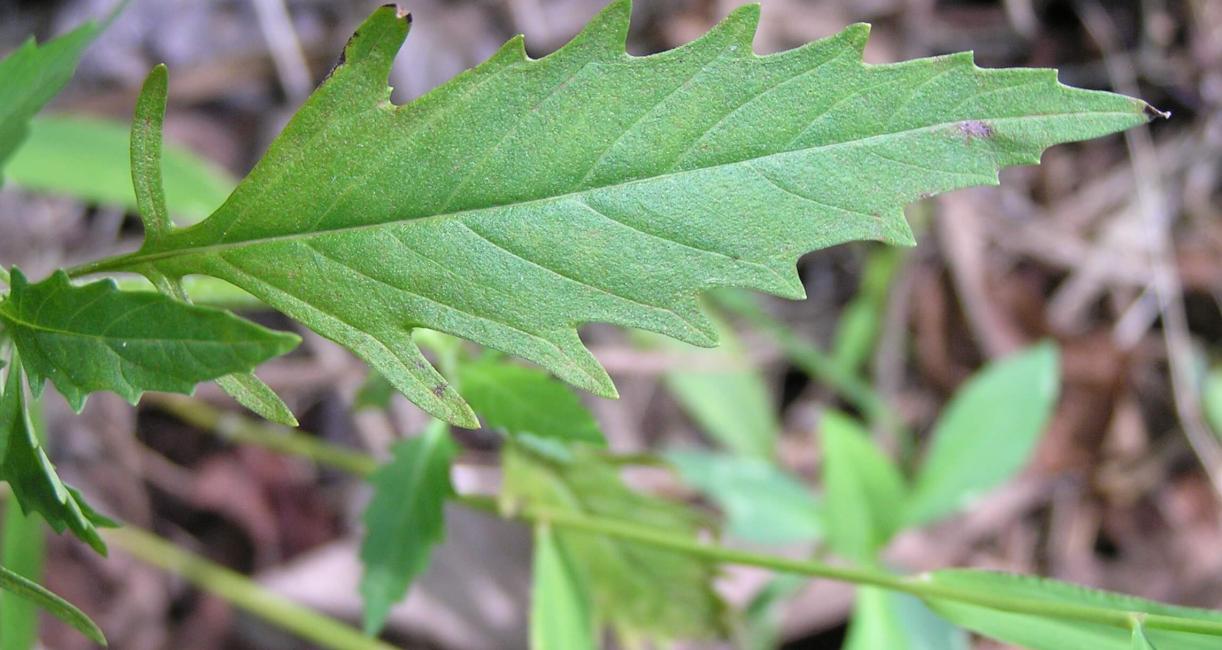 Water Horehound leaves