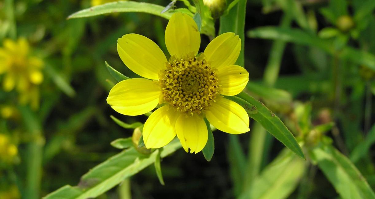Water Marigold flower