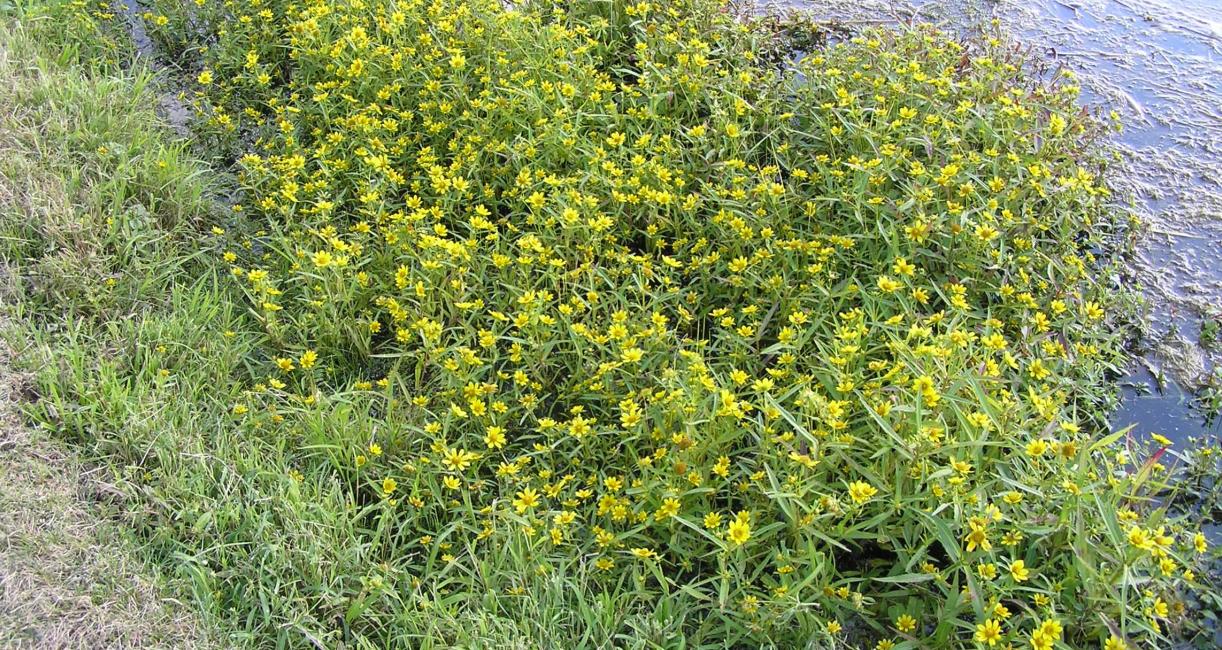 Water Marigold habit