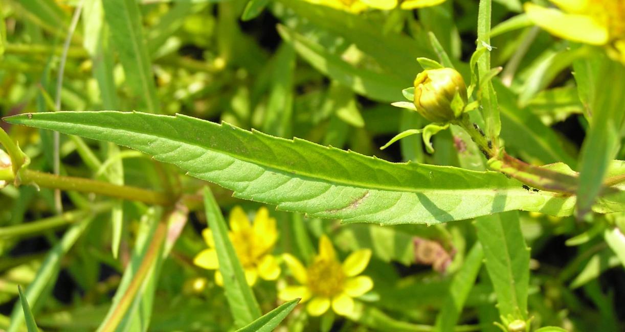 Water marigold leaves
