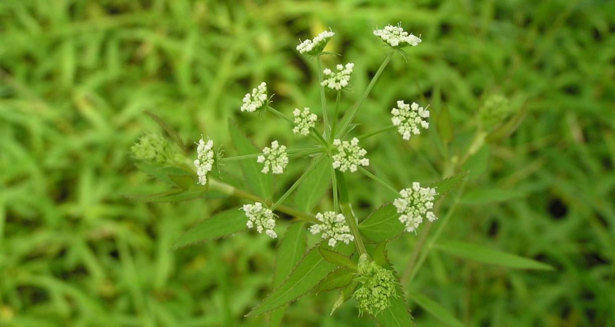 Water Parsnip flower