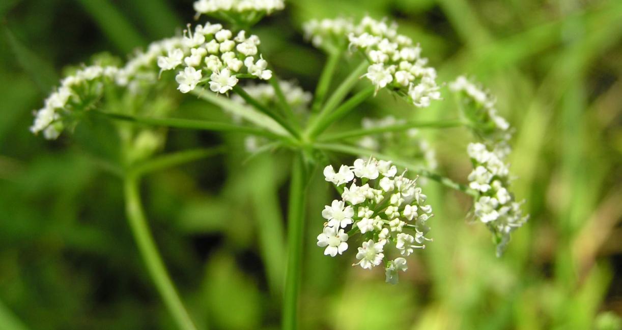 Water Parsnip flower