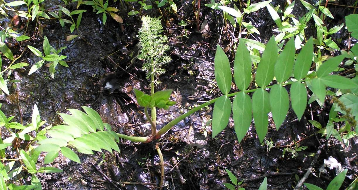 Water Parsnip habit