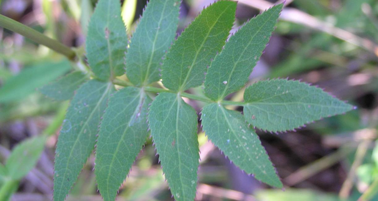 Water Parsnip leaves