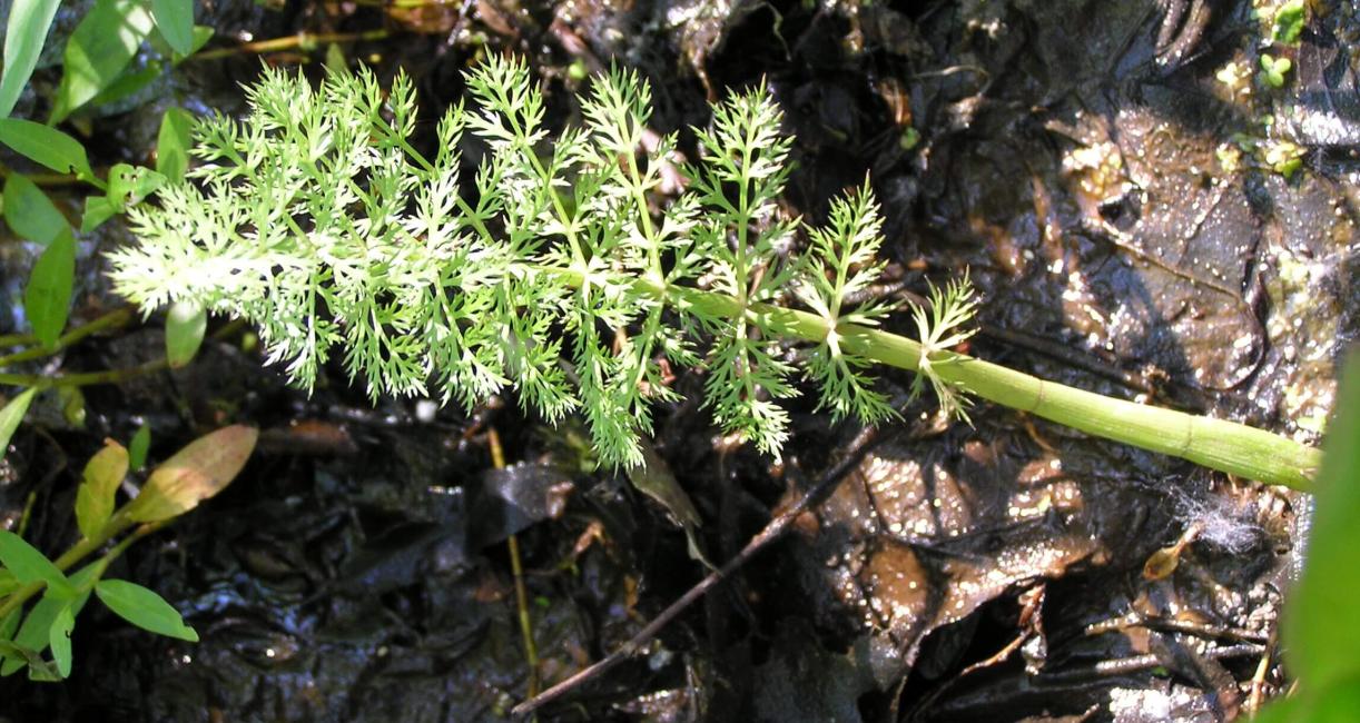 Water Parsnip