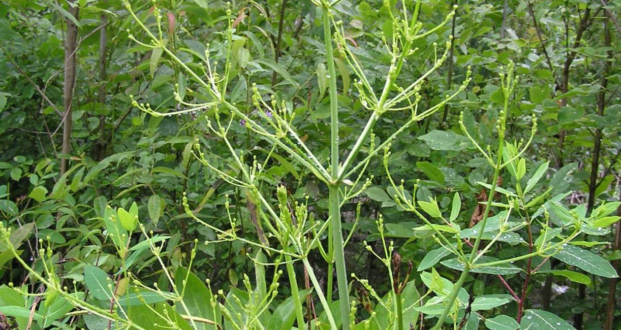 Water Plantain flower
