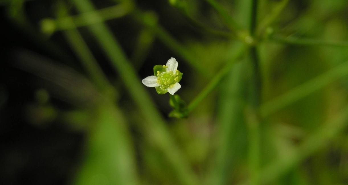 Water Plantain flower