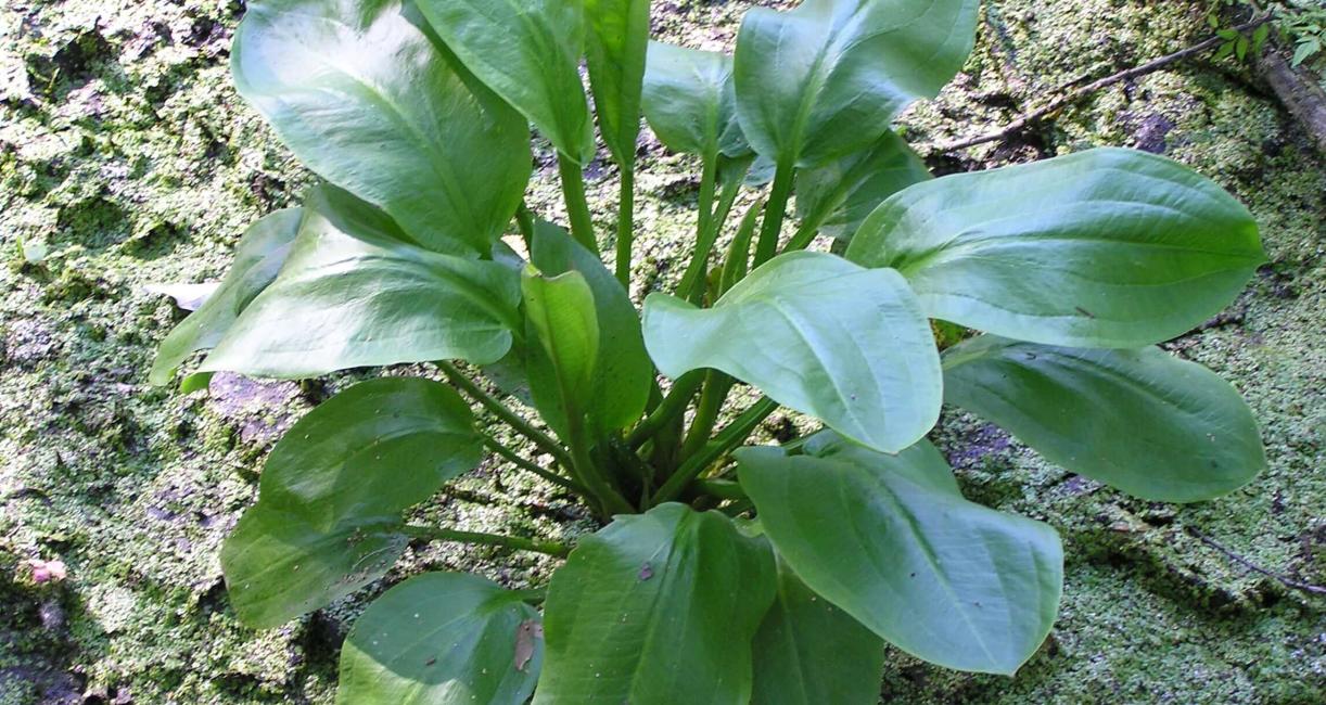 Water Plantain habit
