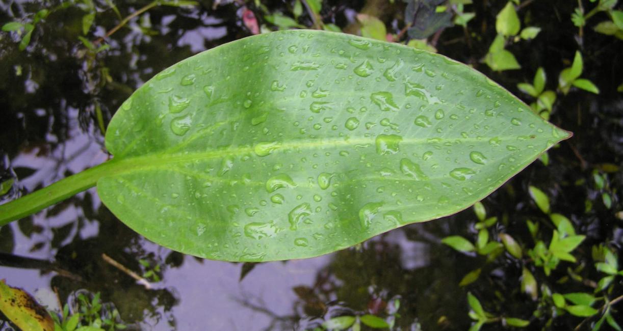 Water Plantain leaves