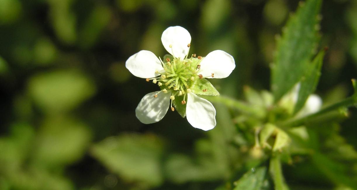 White Avens flower