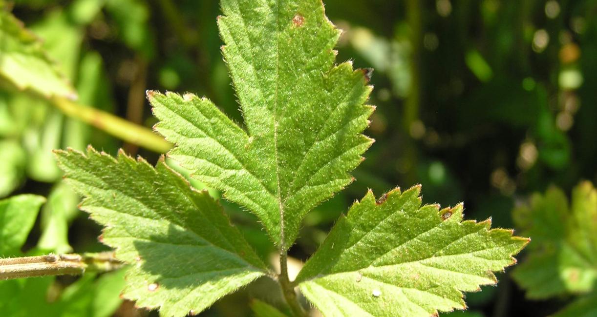 White Avens leaves