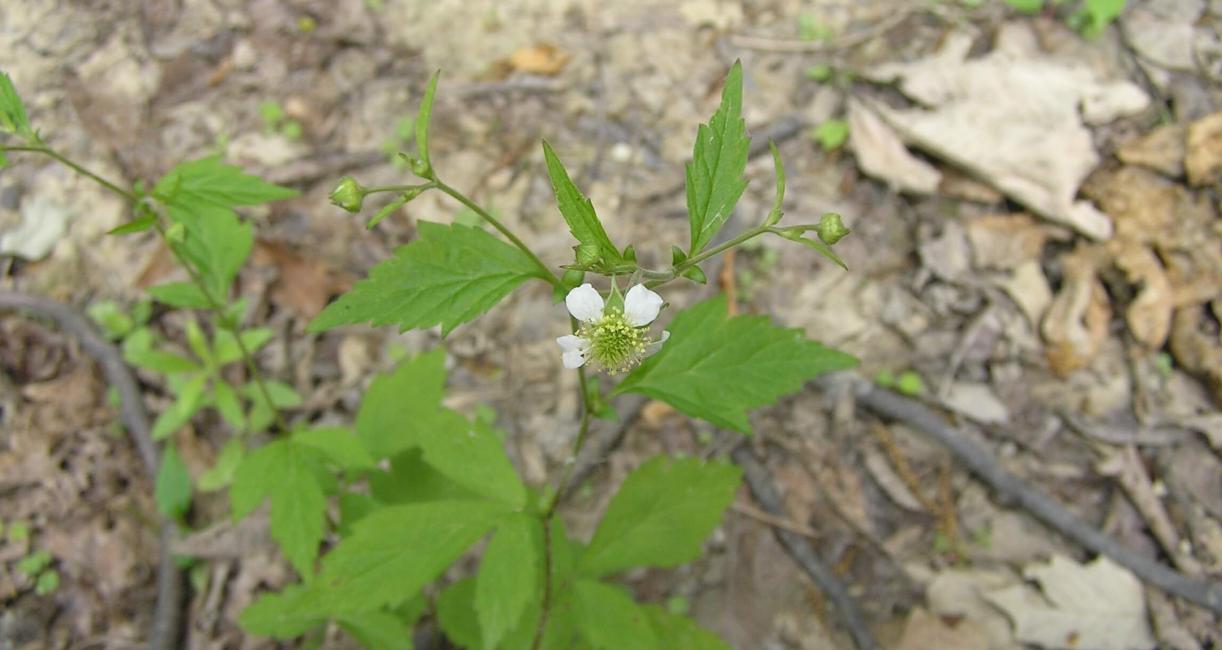 White Avens