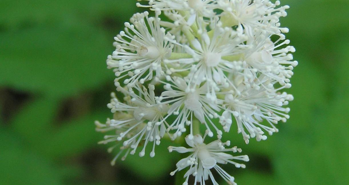 White Baneberry flower