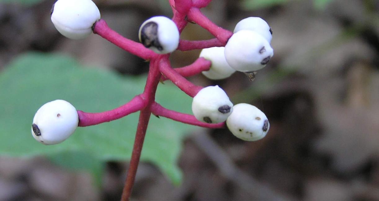 White baneberry fruit