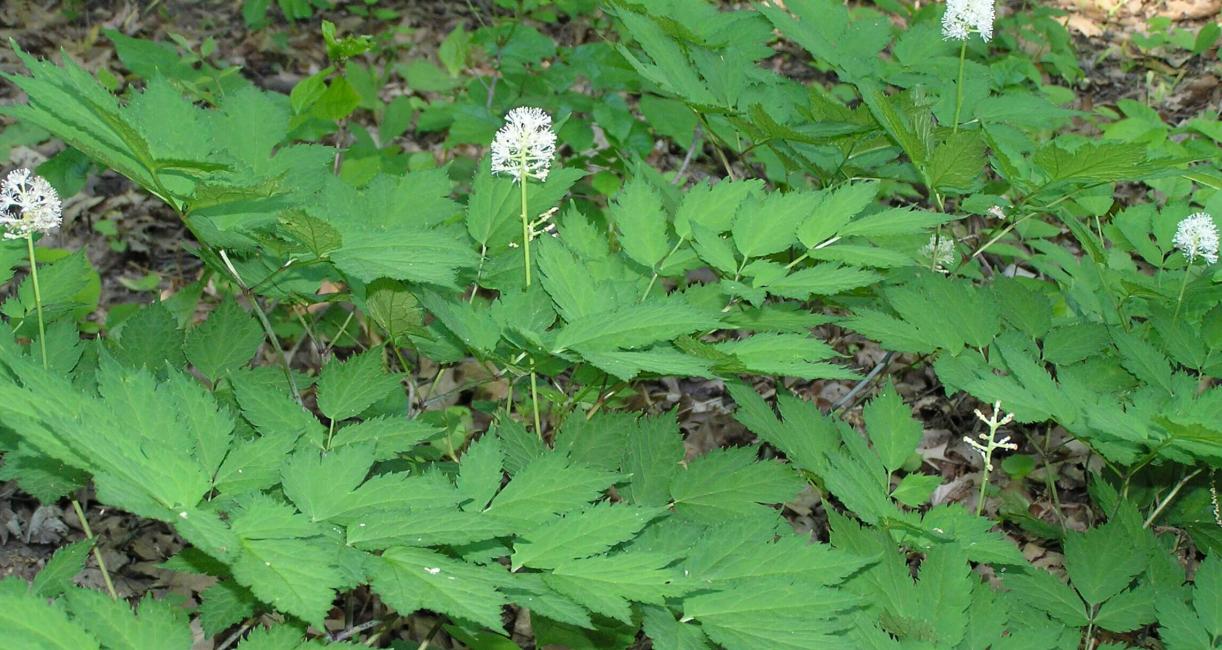White Baneberry habit