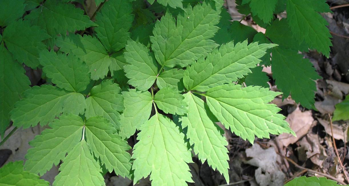 White Baneberry leaves