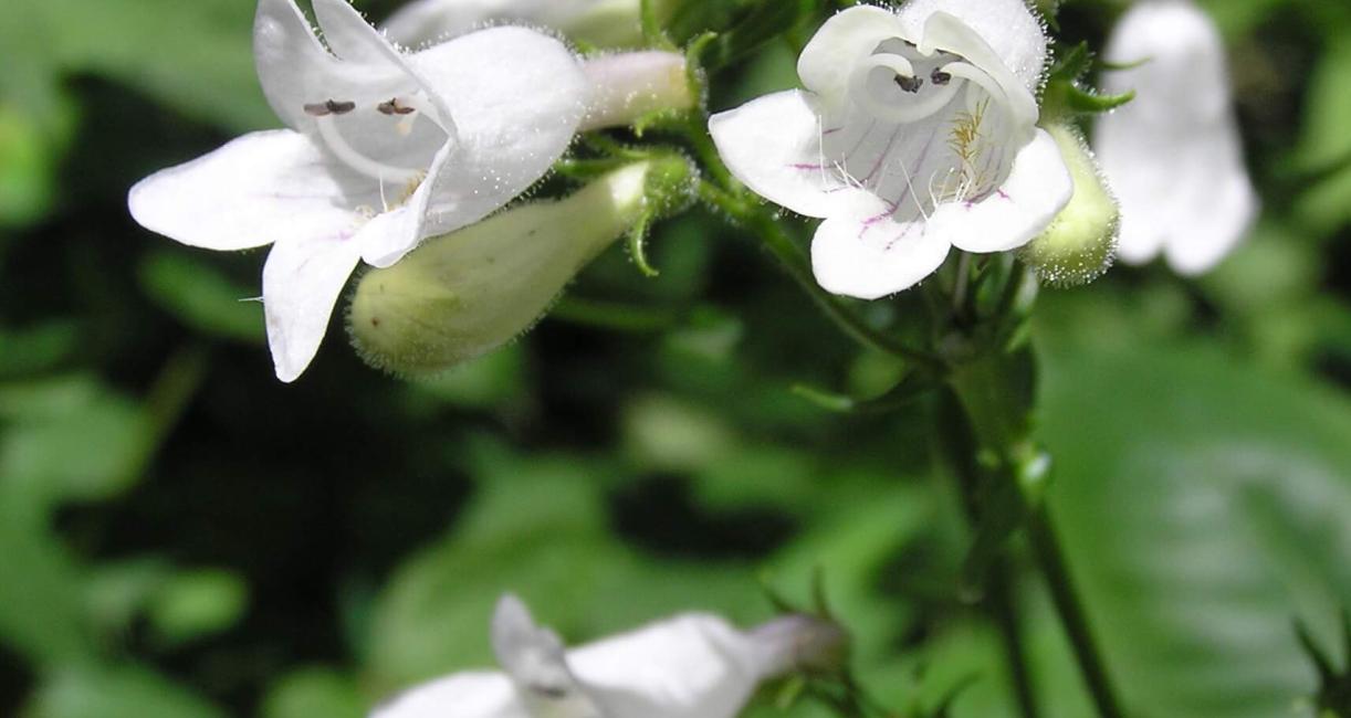 White Beardtongue flower