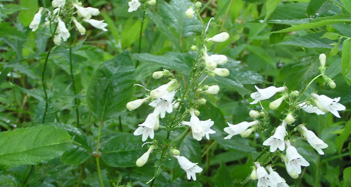 White Beardtongue habit