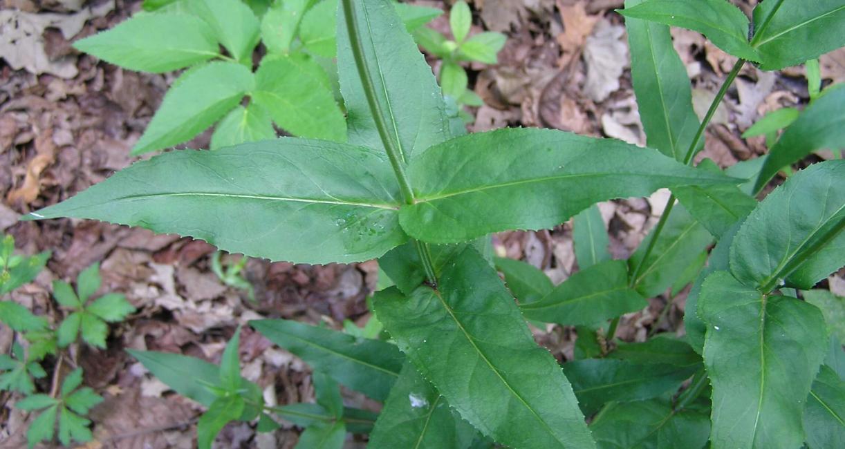 White Beardtongue leaves