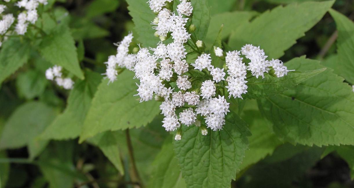 White Snakeroot flower