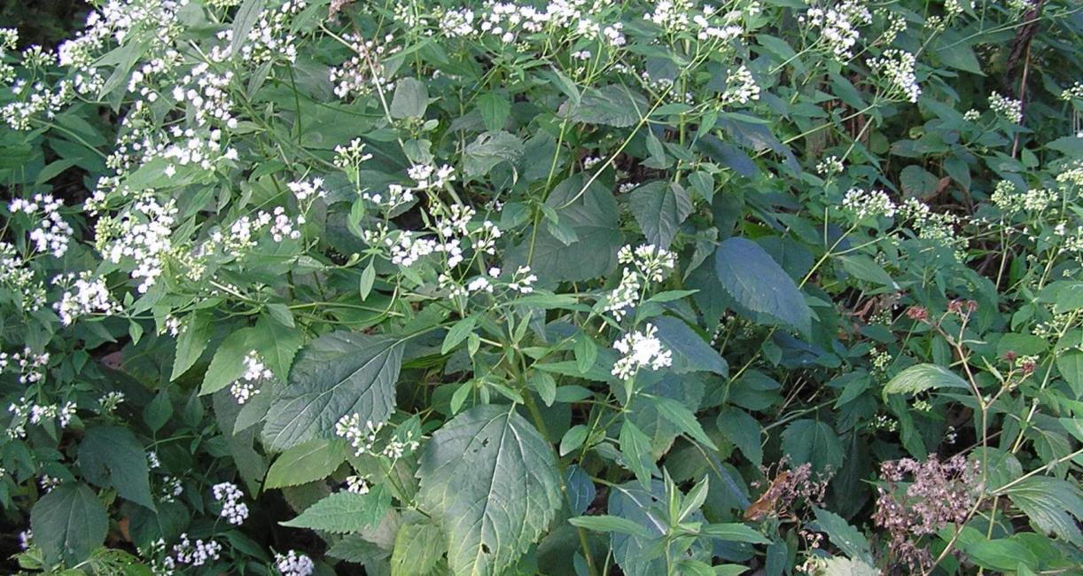 White Snakeroot habit