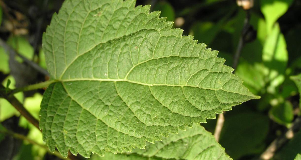 White Snakeroot leaves