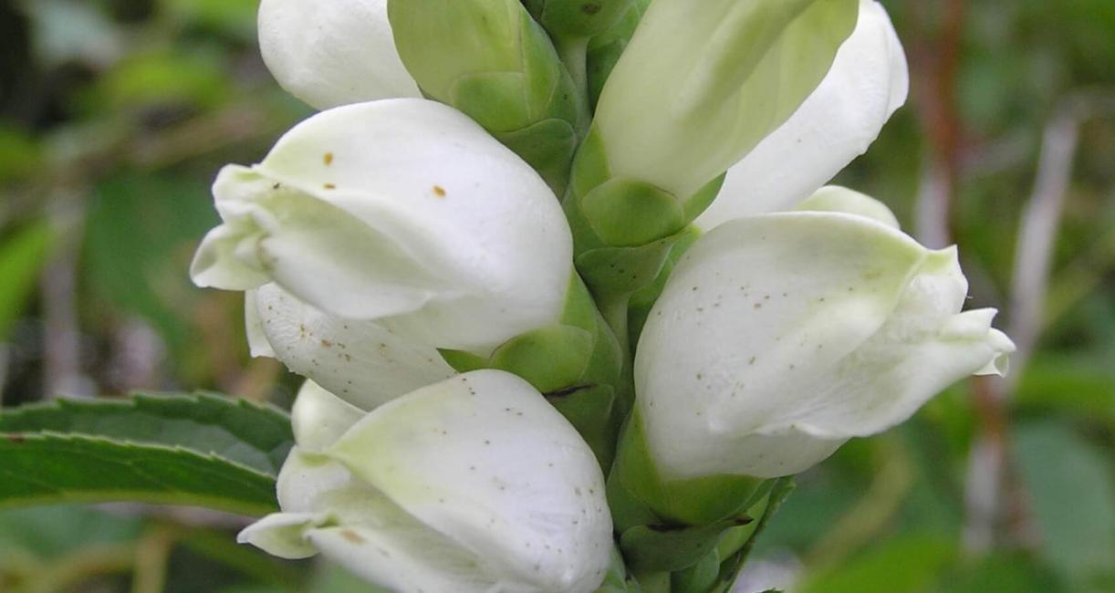 White Turtlehead flower