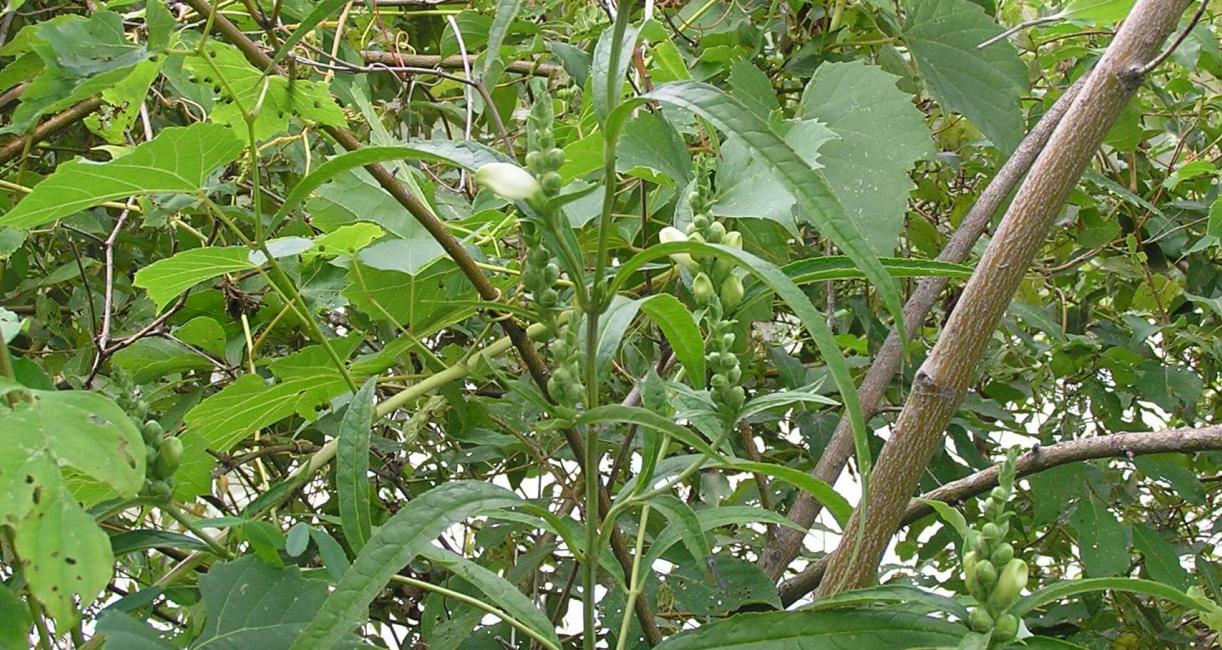 White Turtlehead habit