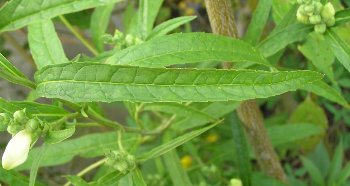 White Turtlehead leaves
