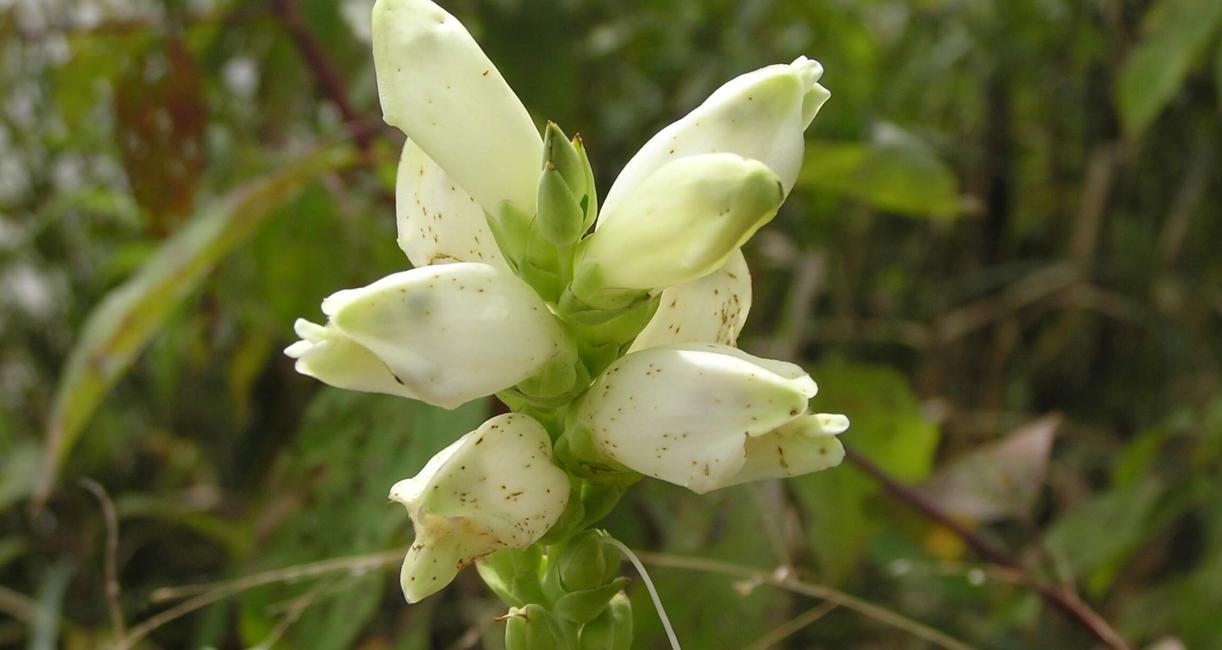 White Turtlehead