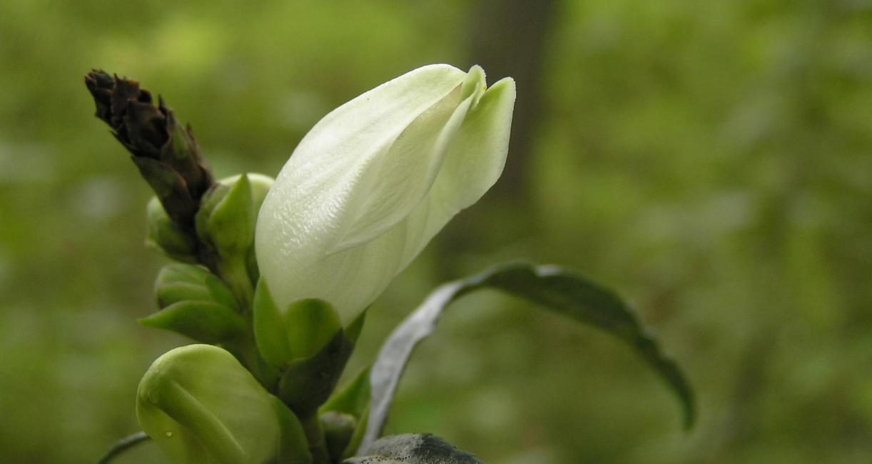 White Turtlehead
