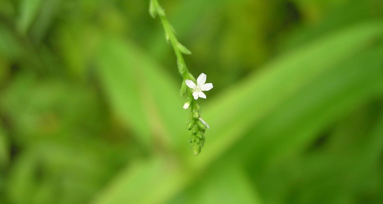 White Vervain flower