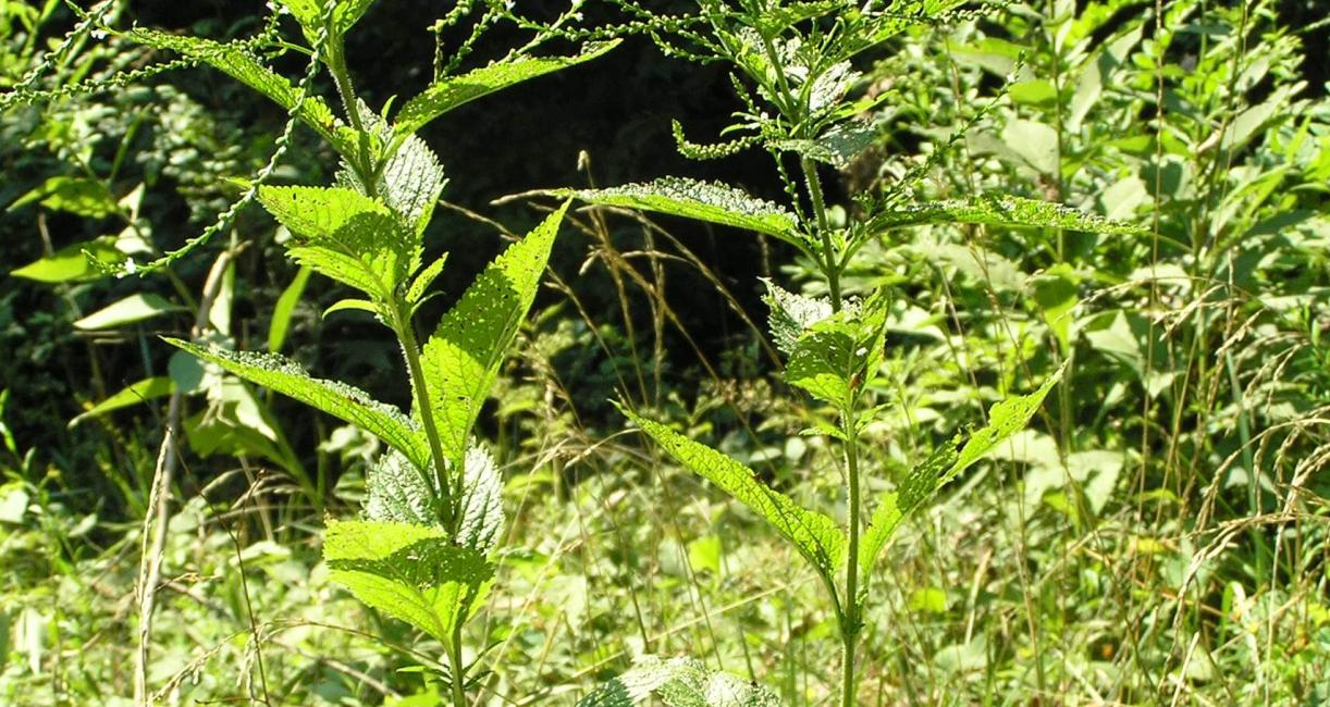 White Vervain habit