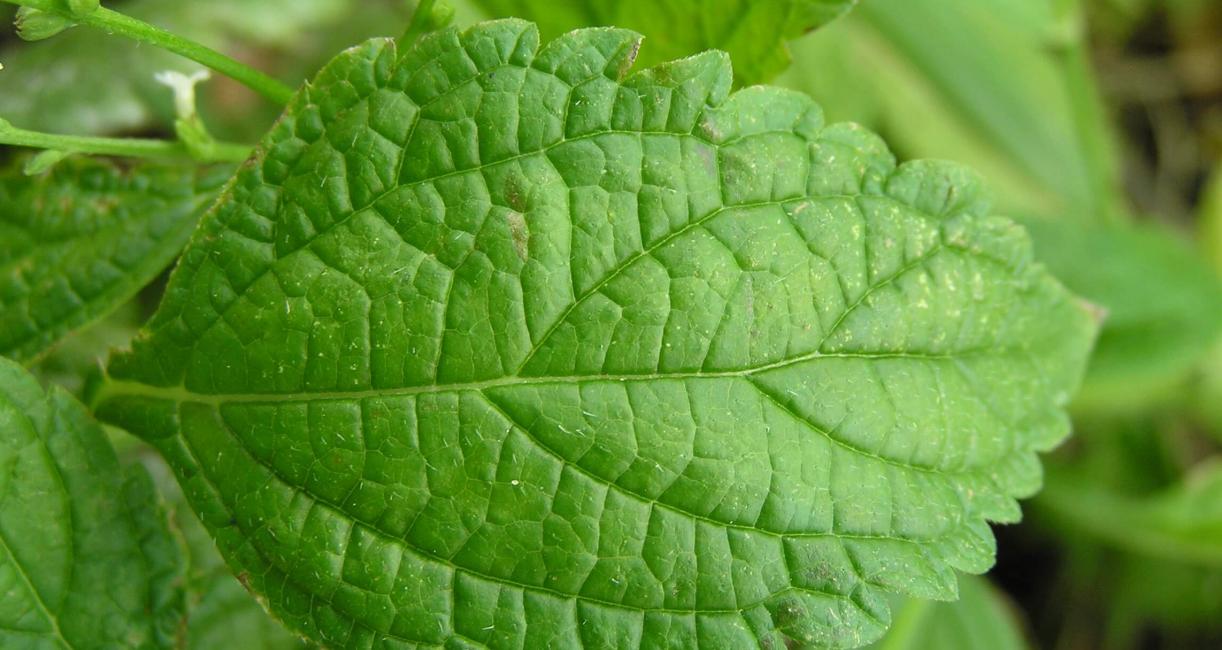 White Vervain leaves