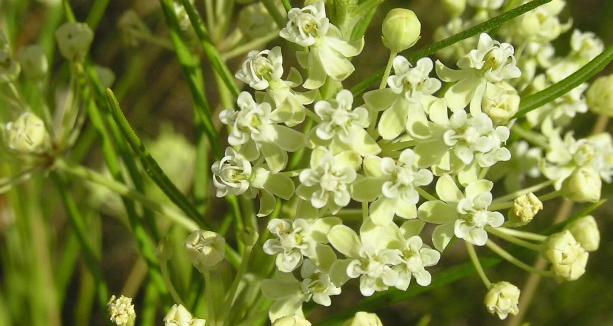 Whorled Milkweed flower