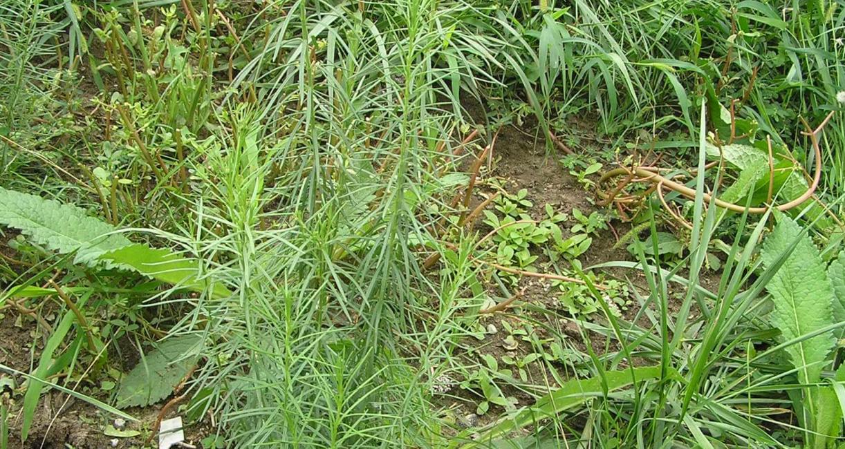 Whorled Milkweed habit
