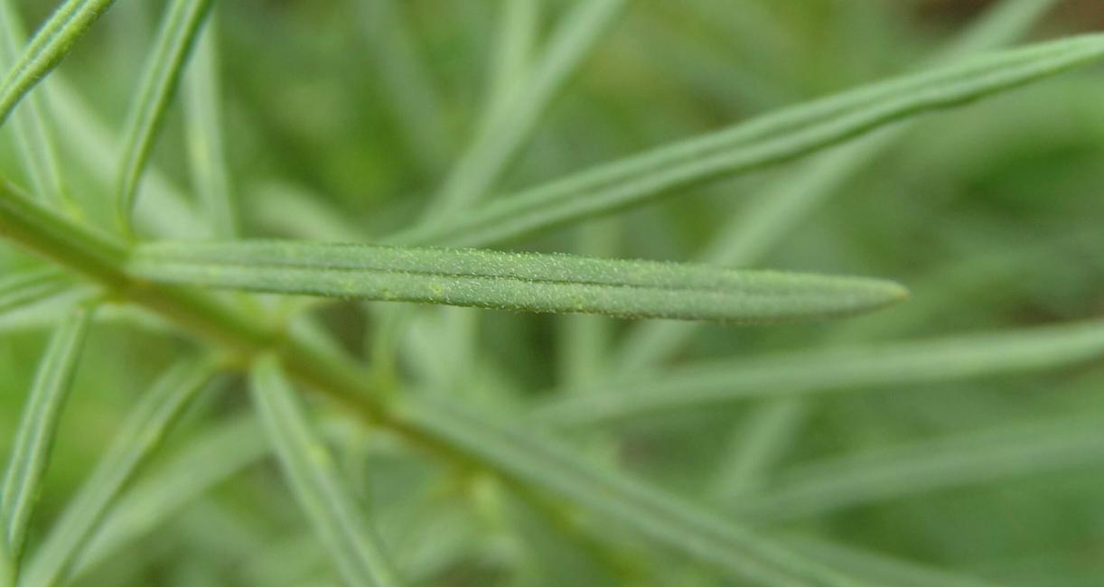 Whorled Milkweed leaves