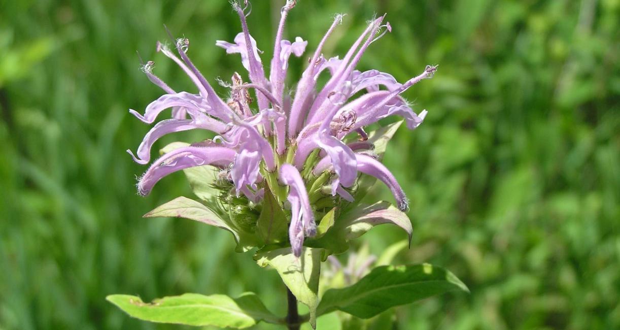Wild Bergamot flower