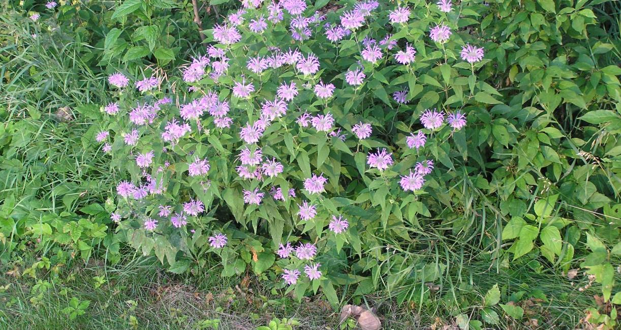 Wild Bergamot habit
