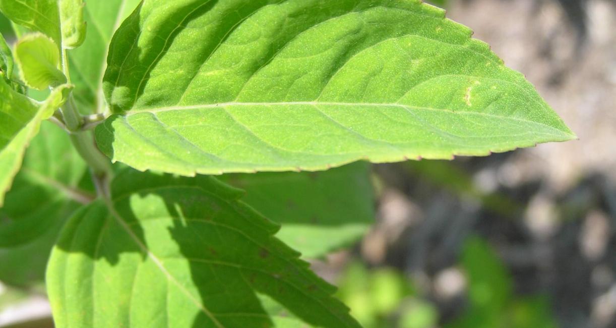 Wild Bergamot leaves