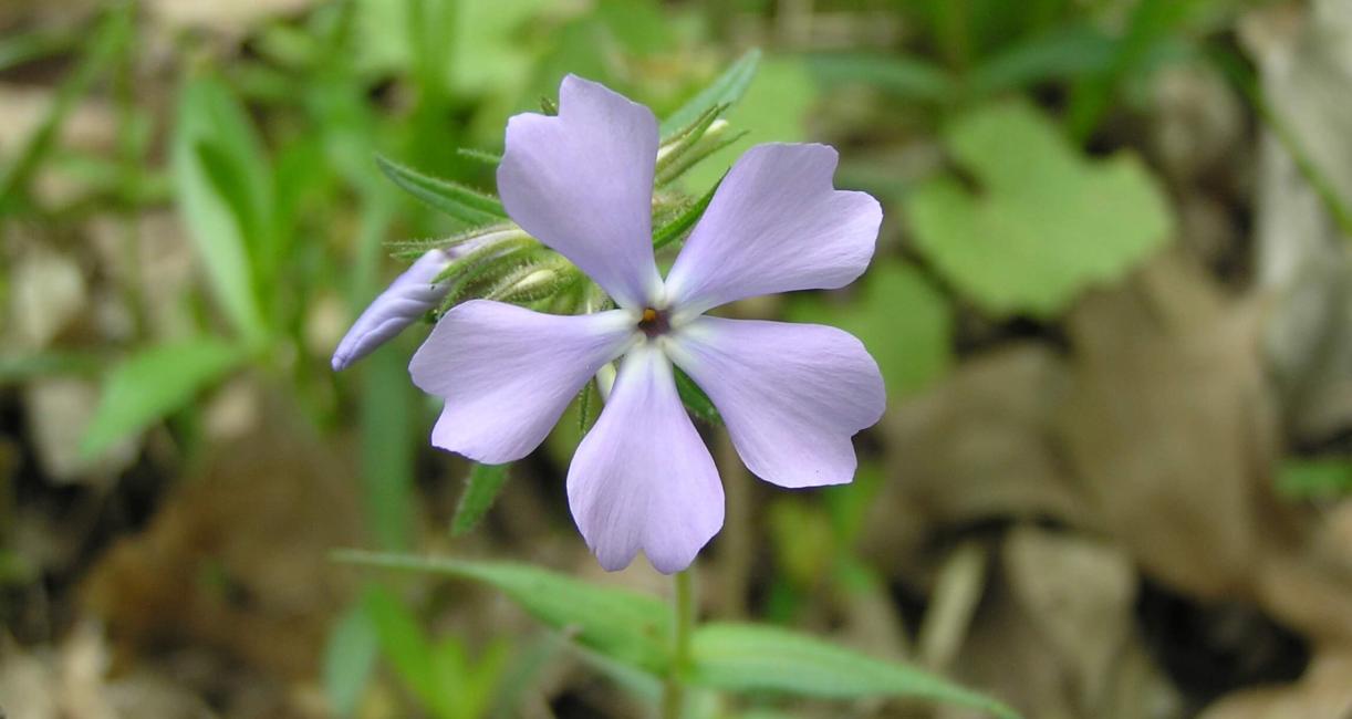 Wild Blue Phlox flower