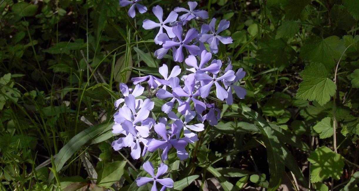 Wild Blue Phlox habit