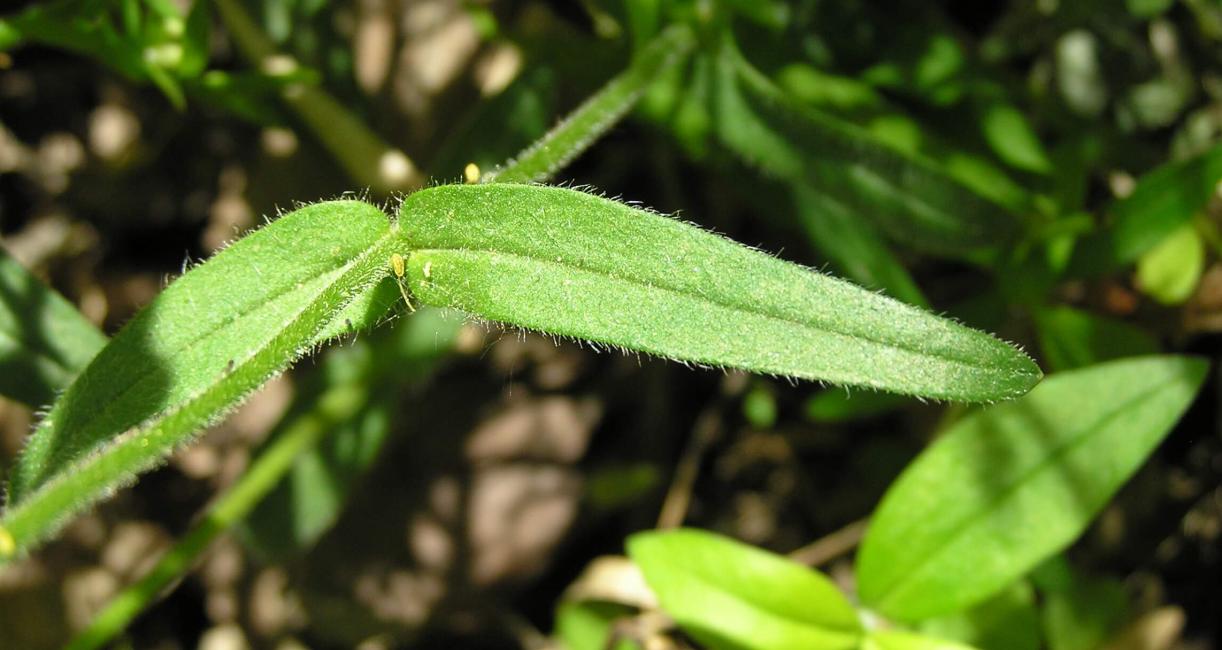 Wild Blue Phlox leaves