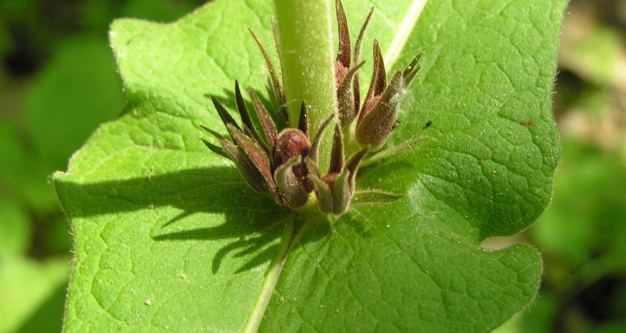 Wild Coffee flower