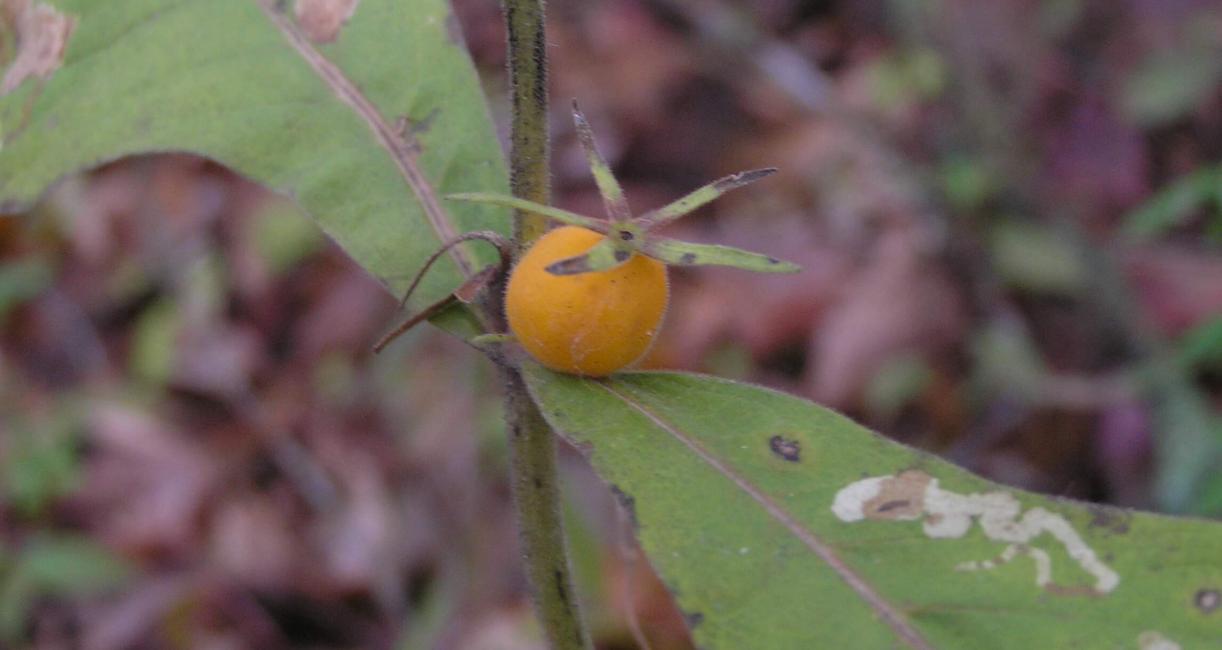 Wild Coffee fruit