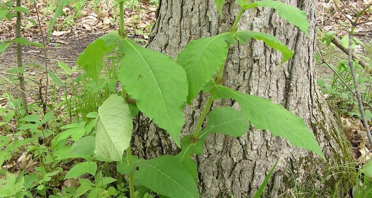 Wild Coffee habit