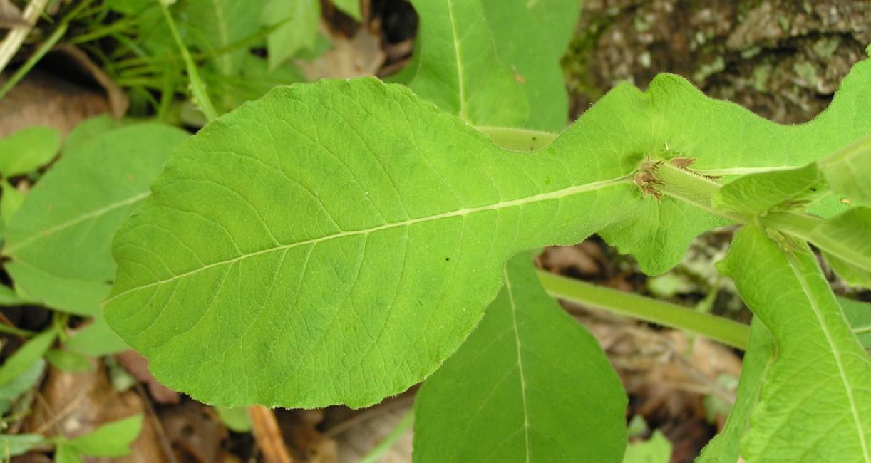 Wild Coffee leaves